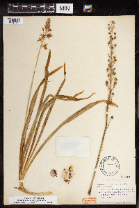 Camassia scilloides image