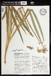 Camassia scilloides image