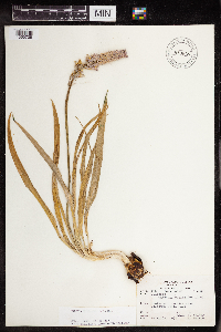 Camassia scilloides image