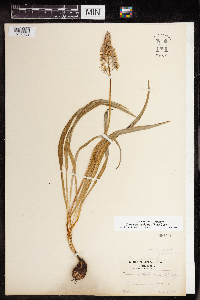 Camassia scilloides image