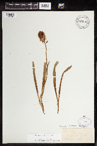 Camassia scilloides image