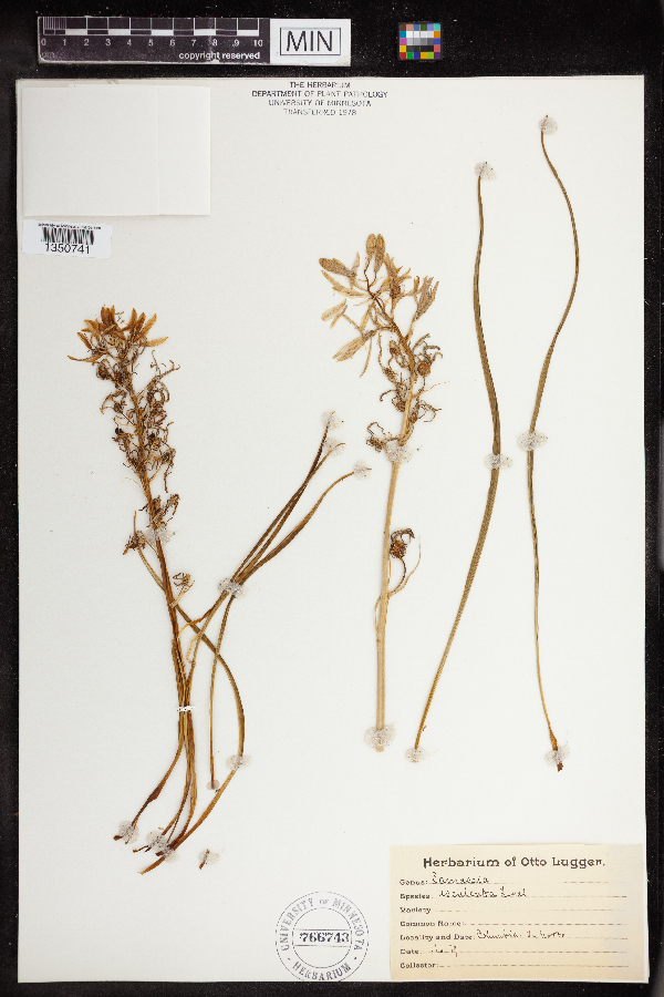 Camassia esculenta image