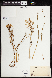 Media resource of Camassia esculenta