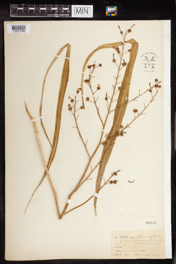 Chlorogalum pomeridianum image