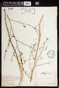Chlorogalum pomeridianum image