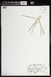 Thumbnail image of current specimen