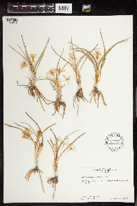 Thumbnail image of current specimen