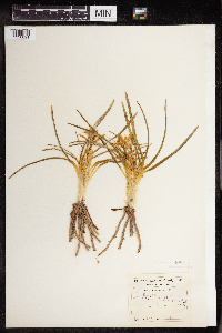 Thumbnail image of current specimen