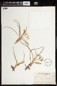 Thumbnail image of current specimen