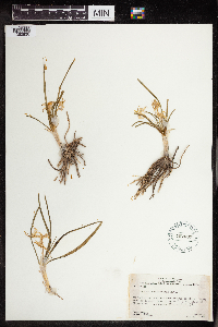 Thumbnail image of current specimen