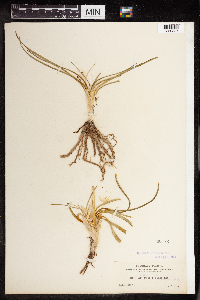 Thumbnail image of current specimen