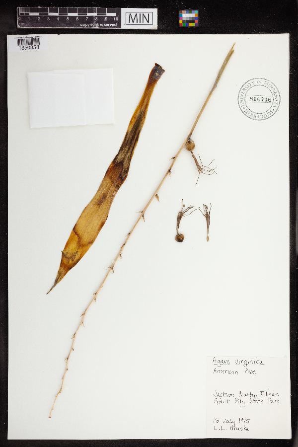 Manfreda virginica image