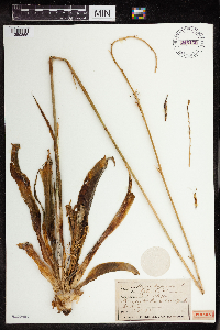 Manfreda virginica image