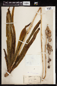 Manfreda virginica image