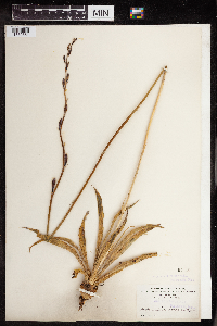 Manfreda virginica image