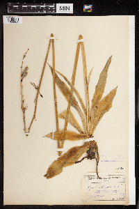 Manfreda virginica image