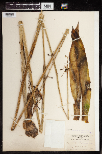 Manfreda virginica image