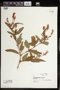 Persicaria pensylvanica image
