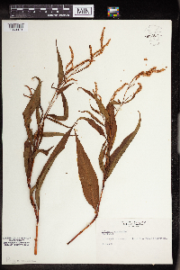 Persicaria maculosa image