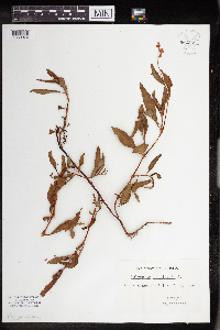 Persicaria maculosa image