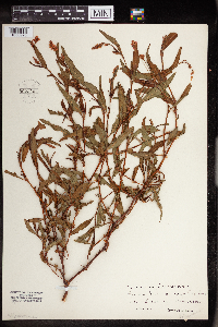 Persicaria maculosa image