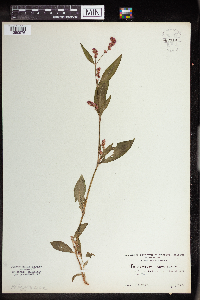 Persicaria maculosa image