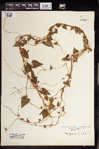 Fallopia scandens image