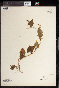 Fallopia scandens image