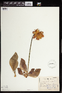 Sarracenia purpurea image