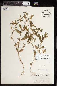 Acalypha virginica image