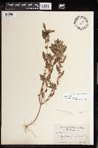 Acalypha virginica image