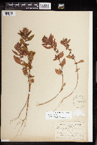 Acalypha virginica image