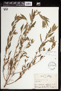 Acalypha virginica image