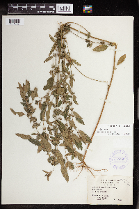 Acalypha virginica image