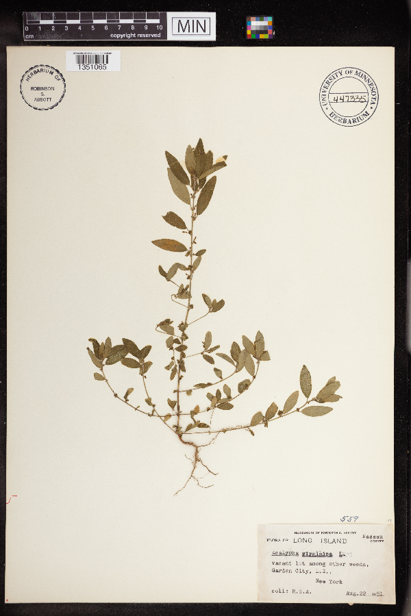 Acalypha virginica image