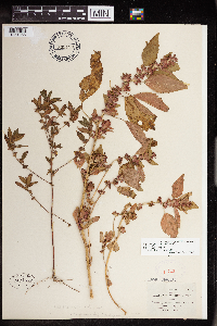 Acalypha virginica image