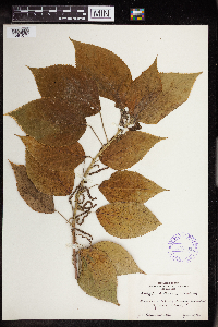 Acalypha amentacea image