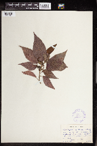 Acalypha amentacea image