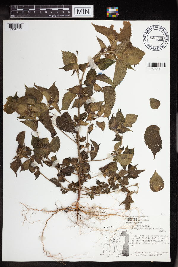 Acalypha alopecuroidea image