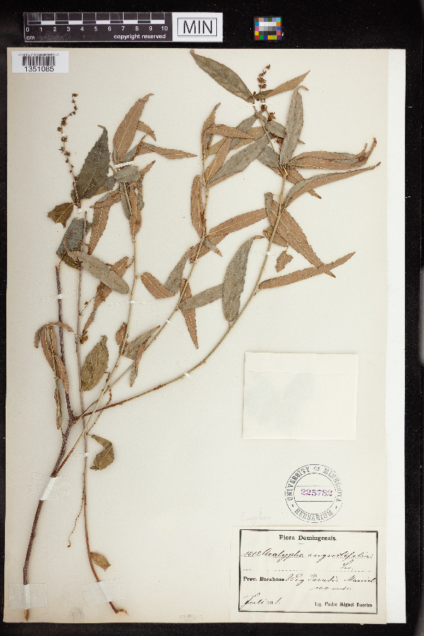 Acalypha angustifolia image