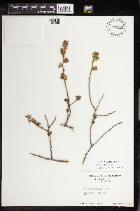 Acalypha californica image