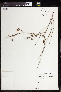 Acalypha californica image