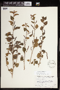 Acalypha californica image