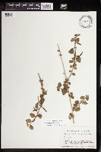Acalypha californica image