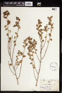 Acalypha californica image