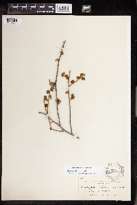 Acalypha californica image