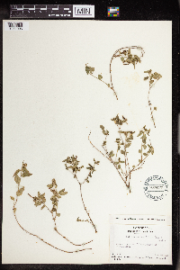 Acalypha chamaedrifolia image