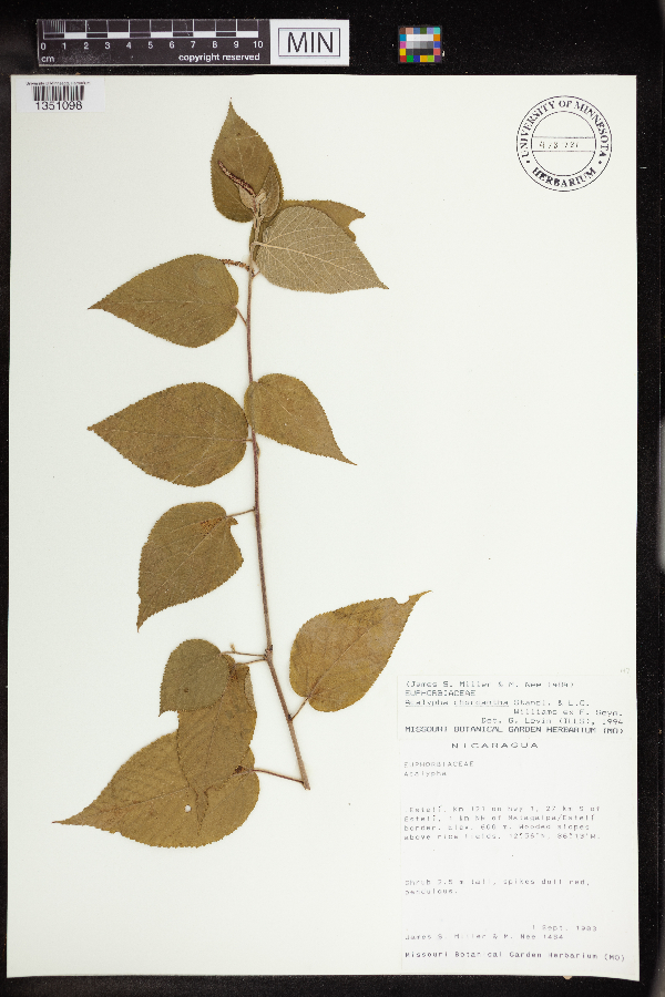 Acalypha chordantha image