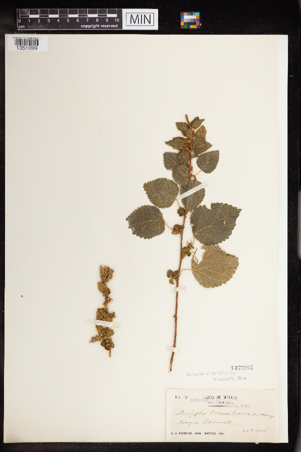 Acalypha comonduana image