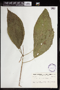 Acalypha costaricensis image